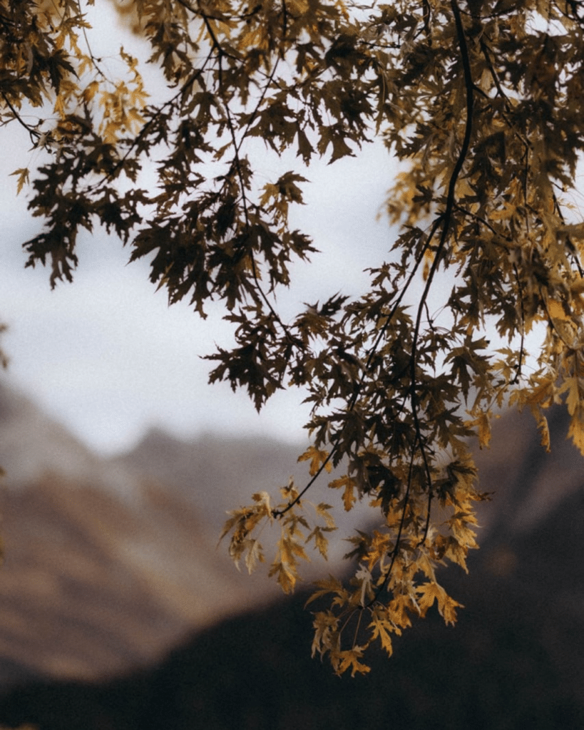 Branches d’automne en montagne en Haute-Savoie, symbole de ralentissement, transition et retour à soi