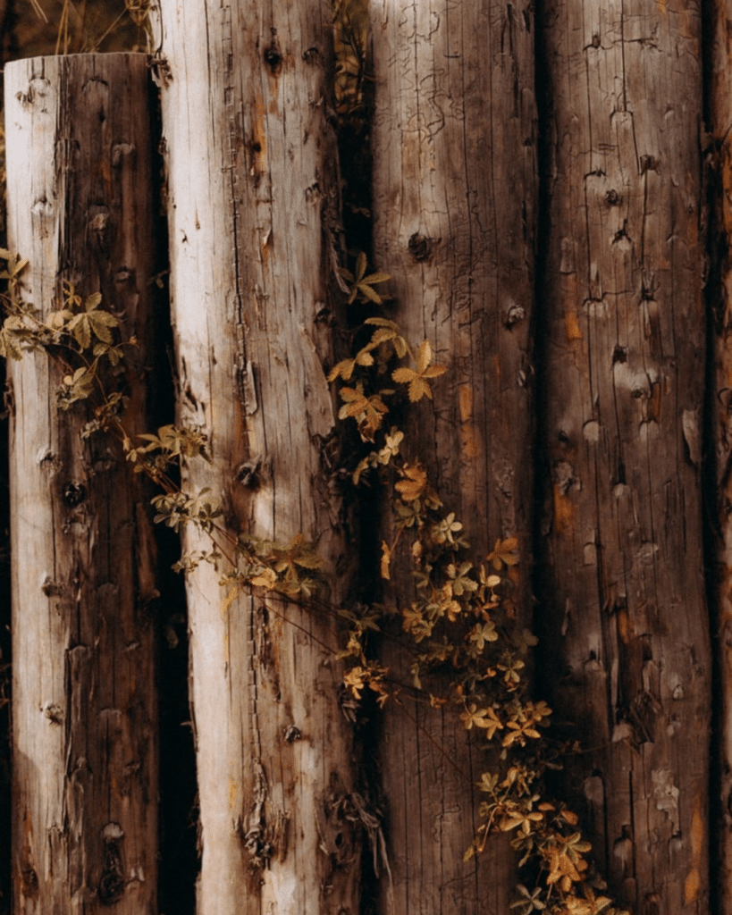Branche aux feuilles dorées d'automne se détachant sur une forêt sombre et profonde – BYOU L'Expérience