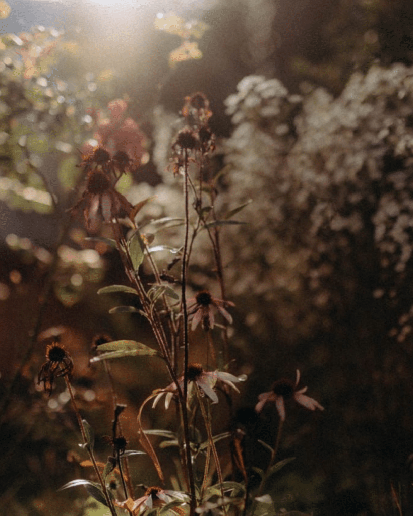 Échinacées et fleurs sauvages dans une lumière dorée et brumeuse en sous-bois – BYOU L'Expérience