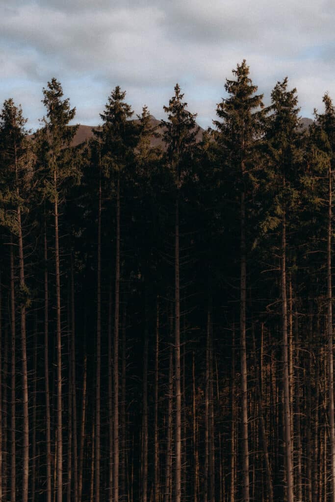Forêt de sapins en Haute-Savoie au coucher du soleil, symbole d’ancrage, de calme intérieur et de reconnexion à la nature.