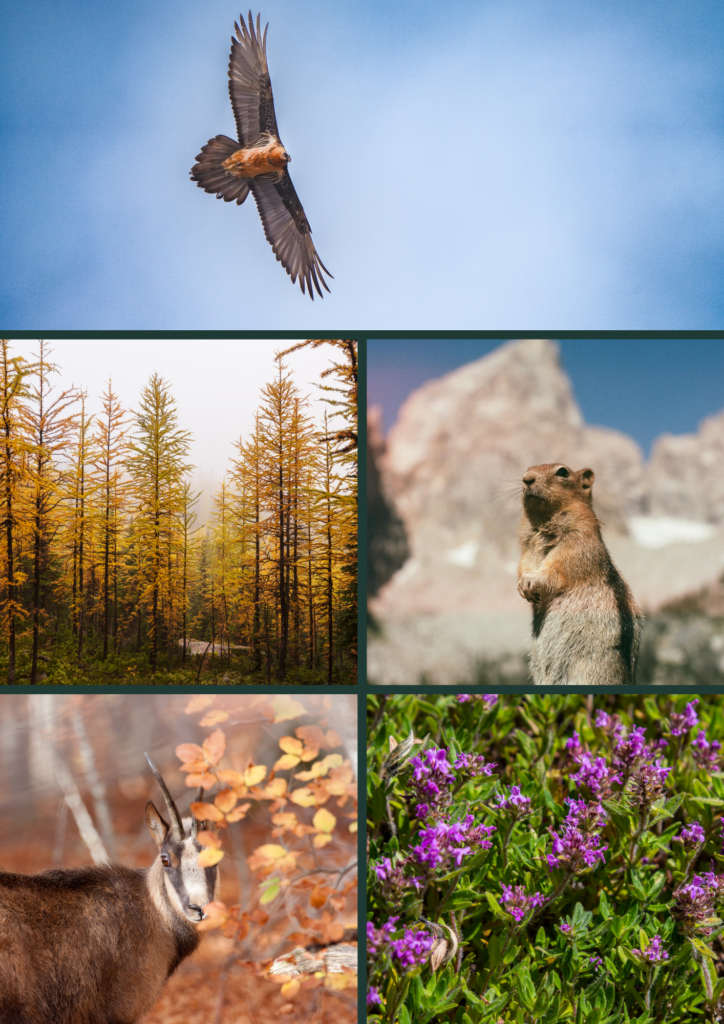 Faune et flore des Aravis en Haute-Savoie : rapace, forêt dorée, marmotte, chamois et fleurs sauvages dans l’environnement naturel du Gîte du Passant.